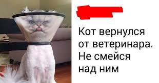 25 tvitov kotorye vyzovut zhelanie nemedlenno potiskat svoego kotika ili zavesti ego knigi indiana psihicheskoe zdorove