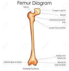 Medical Education Chart Of Biology For Femur Bone Diagram Vector