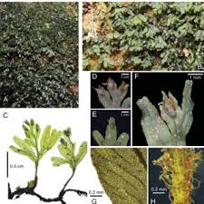 Image result for Crepidomanes inopinatum