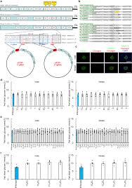 Chika sugiyama is a member of vimeo, the home for high quality videos and the people who love them. Mutations In The C1 Element Of The Insulin Promoter Lead To Diabetic Phenotypes In Homozygous Mice Communications Biology