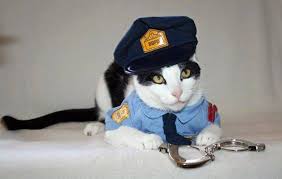 Funny Police Cat Of The Day Petslady Com Cat Day Funny Cute Cats Cats