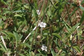 Image result for Barleria oxyphylla