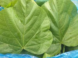 Check spelling or type a new query. Herbal Daun Tanaman Obat Herbal Sulawesi Makassar Facebook