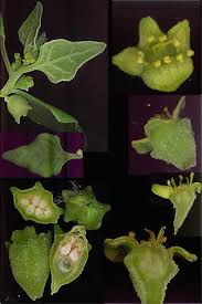 Image result for Tetragonia calycina
