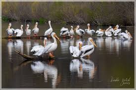 American White Pelicans Crabtree Nature Center (Barrington, IL) Friday,  April 28, 2023
