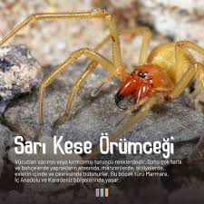 Image result for pokoutnik st job 