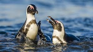 The african penguin (spheniscus demersus), also known as the cape penguin or south african penguin, is a species of penguin confined to southern african waters. Overfishing Threatens Endangered African Penguins In South Africa Cgtn