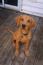 Indoor runs are heated & air conditioned. Stud Grove British Labs