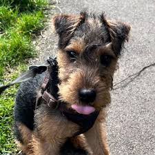 Image result for lakeland teriér