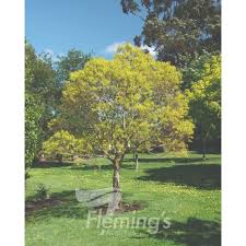 Image result for Sapium