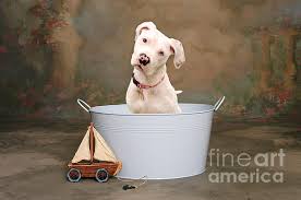 Check spelling or type a new query. White Pitbull Puppy Portrait Face Mask For Sale By James Bo Insogna