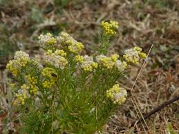 Image result for Eschenbachia stricta