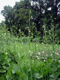 Image result for Caldesia parnassifolia