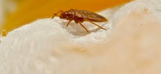 Besides just everyday business, they are actively involved in the community. Bed Bugs Resources Products Mgk Insect Control Solutions
