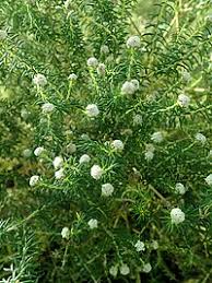 Image result for Phylica emirnensis