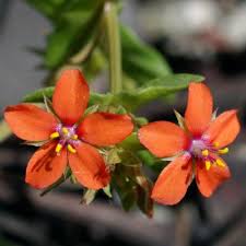 Image result for Lysimachia tenuicaulis