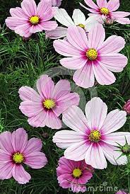 Kosmeya Or Cosmos Download From Over 50 Million High Quality Stock Photos Images Vectors Sign Up For Free Toda Cosmos Flowers Annual Flowers Giant Flowers