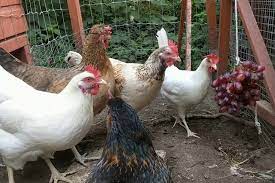 What is the benefit of eating grapes for chicken? Can Chickens Eat Grapes
