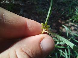 Image result for Raphionacme globosa
