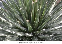 Image result for Agavaceae