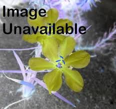 Image result for Eulophia obscura