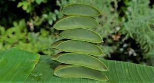 You can also add a few drops of tea tree oil for extra potency. Ways Forms Of Using Aloe Vera For Natural Black Hair Justagric