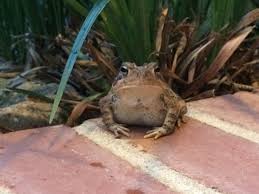 Fred the Toad