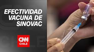 Cuando un linfocito b se aferra, puede arrastrar parte o todo el virus a su interior y presentar fragmentos de coronavirus en su superficie. Dir Estudio Sinovac En Chile La Vacuna Protege Sobre Todo Para Infecciones Moderadas Y Graves Youtube