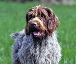 We did not find results for: Wirehaired Griffons Of Colorado Home Facebook