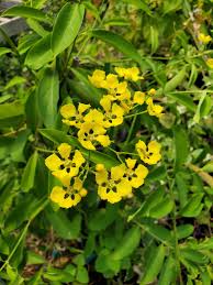 Image result for Vangueria cinerascens