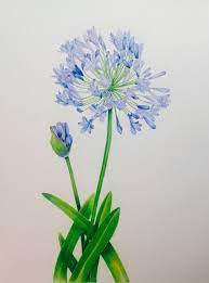 Agapanthus Praecox Pencil And Gouache Botanical Illustration Http Www Sarahjanehumphrey Com Acrylic Painting Flowers Floral Watercolor Botanical Drawings