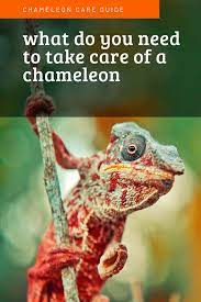 What Do You Need To Take Care Of A Chameleon Chameleon Care Chameleon Care