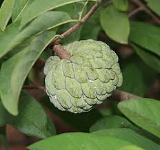 Image result for Annona squamosa