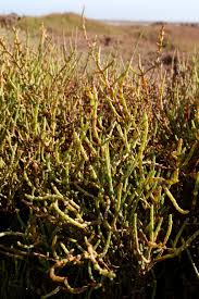 Image result for Sarcocornia