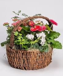 We offers wide collection of fresh flower bouquets and best gift ideas for send online to uk. English Garden Basket Plant Basket Flower Delivery Garden Basket