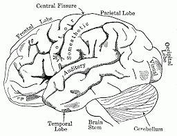 593x800 the brain coloring sheet brain anatomy coloring pages brain. Human Brain Coloring Page Coloring Home