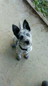 Black Australian Cattle Dog Blue Heeler Mix 2 Month Old Blue Heeler Mix With Golden Retriever Pitbull Pitbull Terrier Pitbull Puppies Blue Heeler