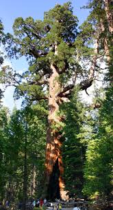 Feb 04, 2021 · want to do an epic backcountry hike in the redwood national and state parks? Sequoiadendron Giganteum Wikipedia