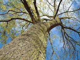 10 Tree Quotes In Honor Of Arbor Day Arbour Day Trees To Plant Tree