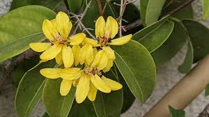 Image result for Tristellateia