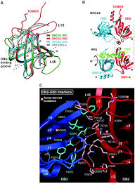 Image result for BRCA2