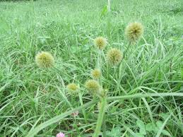 Image result for Cyperaceae