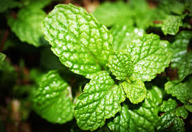 Daun pandan on wn network delivers the latest videos and editable pages for news & events, including entertainment, music, sports, science and more, sign up and share your playlists. Khasiat Daun Pudina Untuk Kesihatan Dan Kecantikan