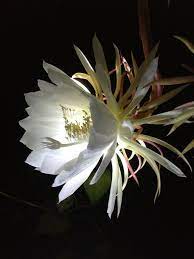 Pin On Flowers At Night