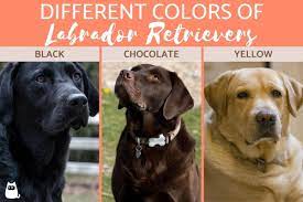 The Different Labrador Retriever Colors Complete Color Types With Photos