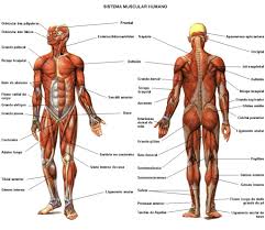 Almost every skeletal muscle works by pulling two or more. Human Muscles Labeled Human Muscles Labeled Diagram Unique Human Skeletal Muscle Labeled Koibana Info Body Muscle Anatomy Muscle Diagram Muscular System