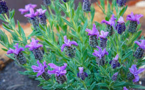 Limonium flower lavender is a fresh lavender variety that contains hundreds of small blooms that makes very good filler for floral buy fresh bulk lavendar lisianthus flower. Spike Lavender Nutroo
