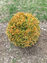Now each is showing small areas that are green, but most of each plant is yellow and looks dead. Ask Extension
