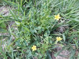 Check spelling or type a new query. White Clover And Yellow Woodsorrel Control K State Turf And Landscape Blog