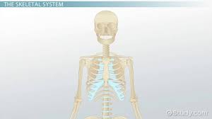 Broken bones can eventually heal, but it takes a long. The Skeletal System Lesson For Kids Facts Functions Video Lesson Transcript Study Com